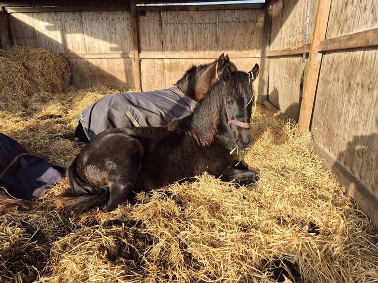 Other Breeds Mix Mare 1 year 16 hh Bay-Dark in Løgumkloster