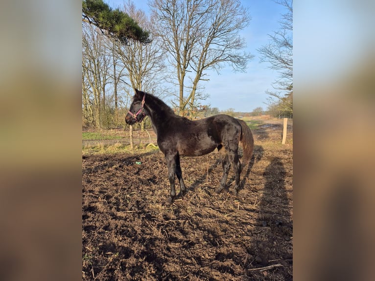Other Breeds Mix Mare 1 year 16 hh Bay-Dark in Løgumkloster