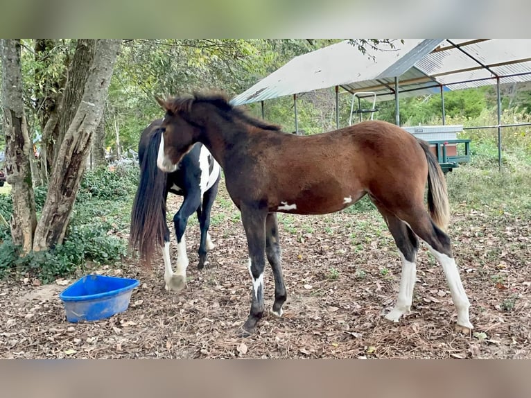 Other Breeds Mare 1 year 16 hh Pinto in Cedar Hill