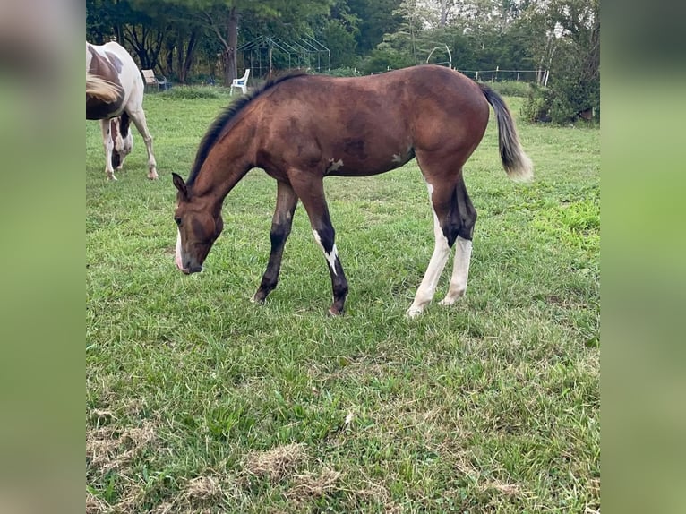 Other Breeds Mare 1 year 16 hh Pinto in Cedar Hill