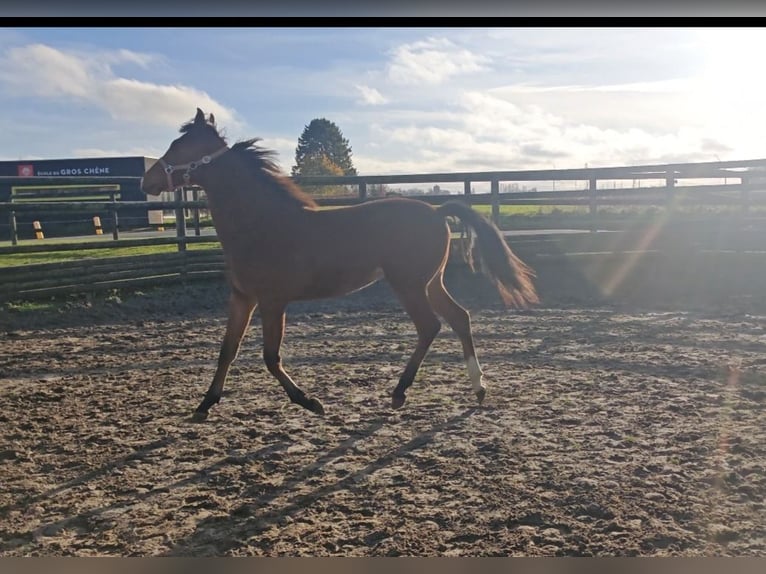 Other Breeds Mare 1 year 17 hh Brown in Chokier