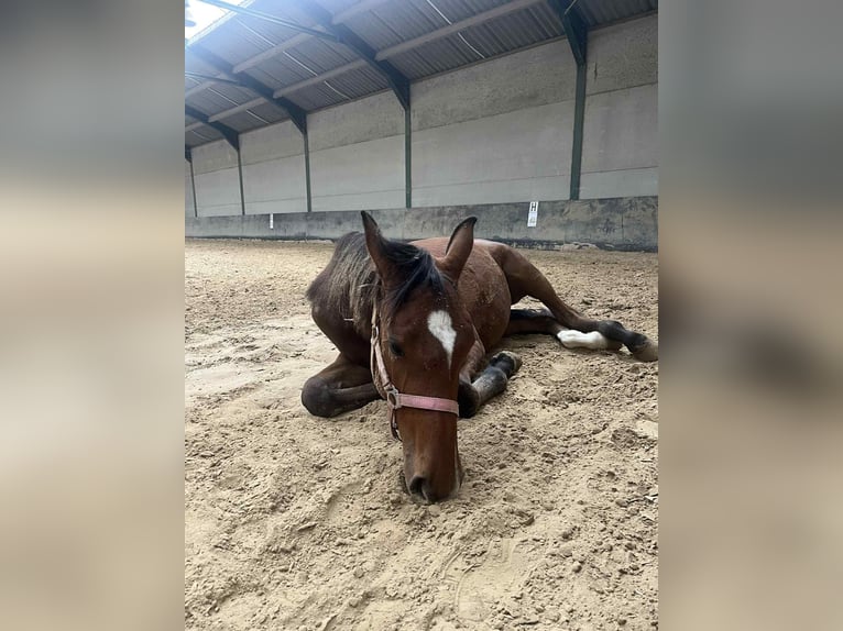 Other Breeds Mare 1 year 17 hh Brown in Chokier