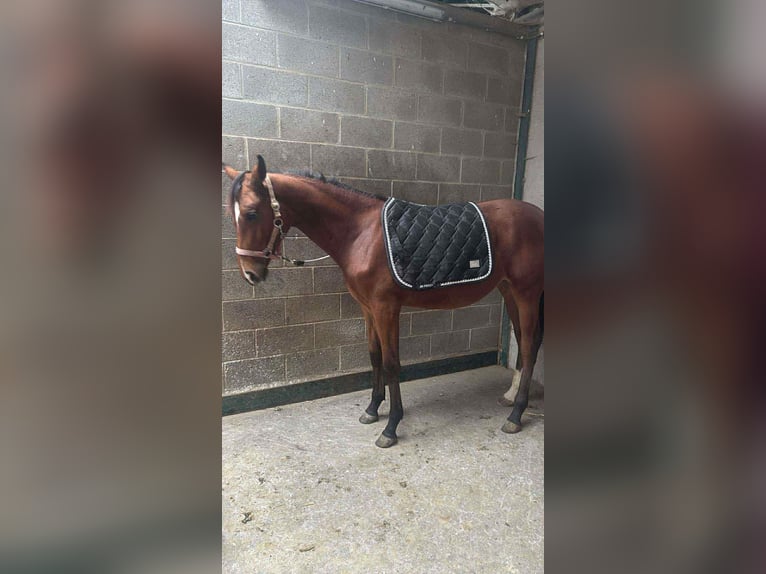 Other Breeds Mare 1 year 17 hh Brown in Chokier