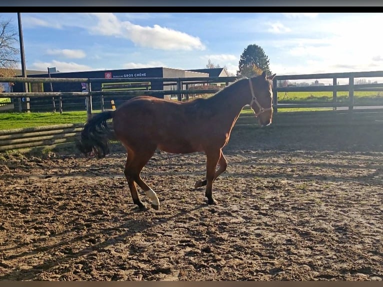 Other Breeds Mare 1 year 17 hh Brown in Chokier