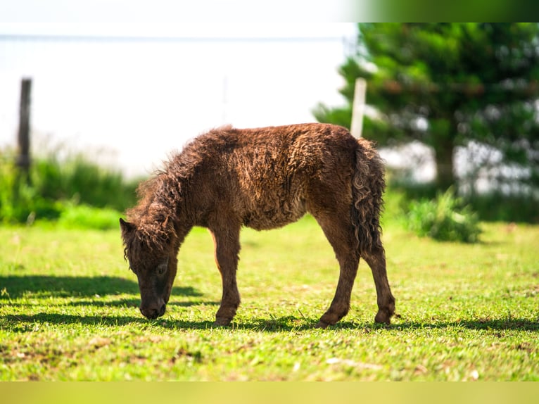 Other Breeds Mare 1 year 8,1 hh Gray in Haag am Hausruck