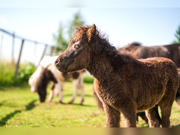 Other Breeds Mare 1 year 8,1 hh Gray in Haag am Hausruck