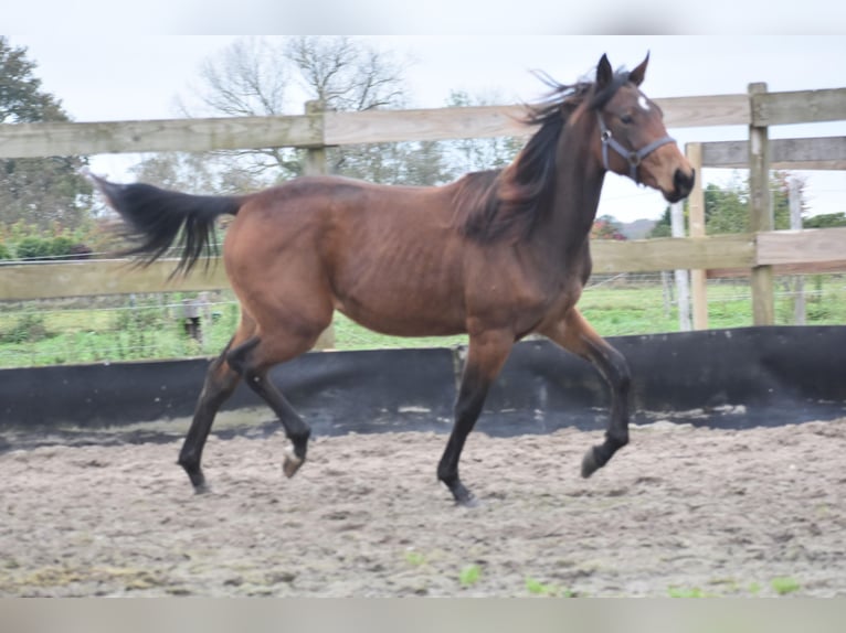 Other Breeds Mare 1 year Brown in Achtmaal