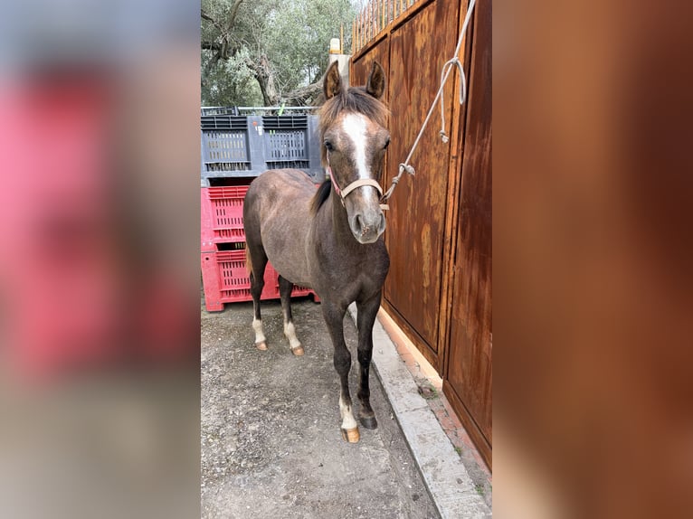 Other Breeds Mare 1 year Grey in Marina Di Gioiosa Ionica