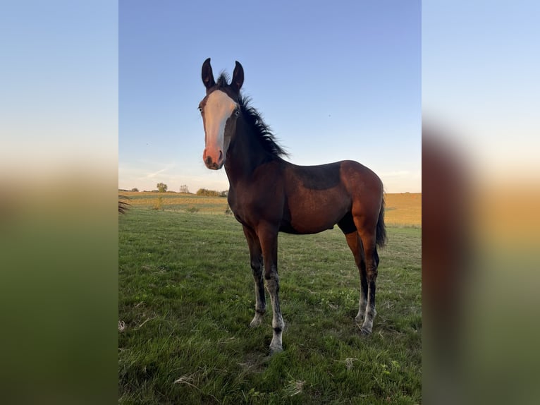 Other Breeds Mix Mare 1 year Overo-all-colors in Montmeillant