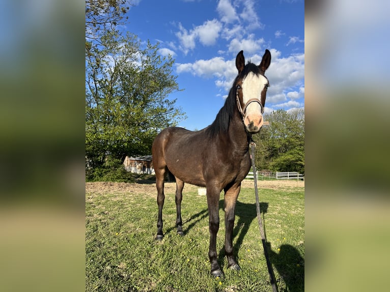 Other Breeds Mix Mare 1 year Overo-all-colors in Montmeillant