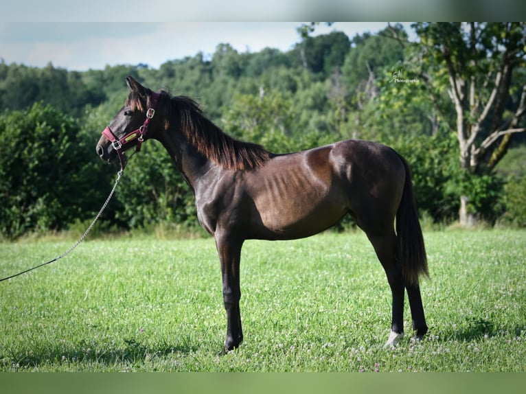 Other Breeds Mare 1 year Smoky-Black in RULLES