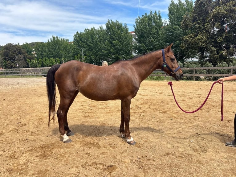 Other Breeds Mare 20 years 13 hh Chestnut in Santa Susanna