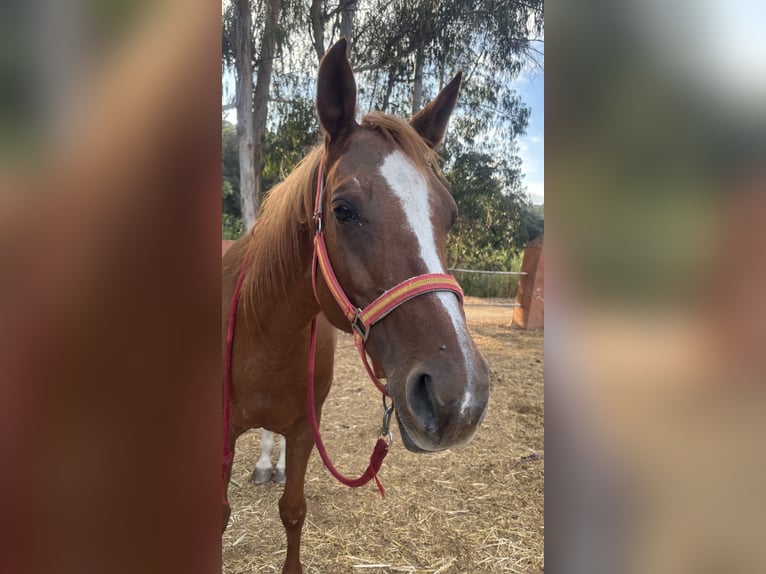 Other Breeds Mare 20 years 14.3 hh Chestnut-Red in Santa Susanna