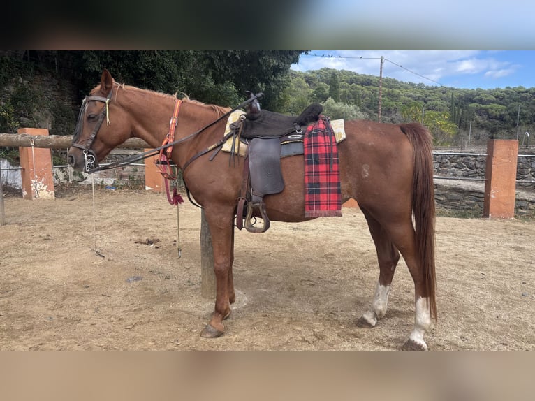 Other Breeds Mare 20 years 14.3 hh Chestnut-Red in Santa Susanna