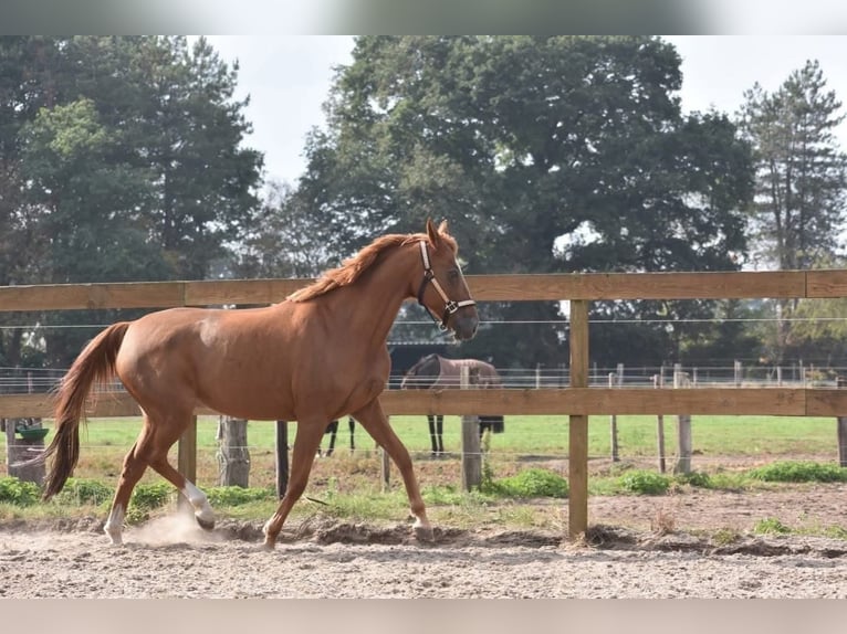 Other Breeds Mare 20 years 14,3 hh Chestnut-Red in Achtmaal