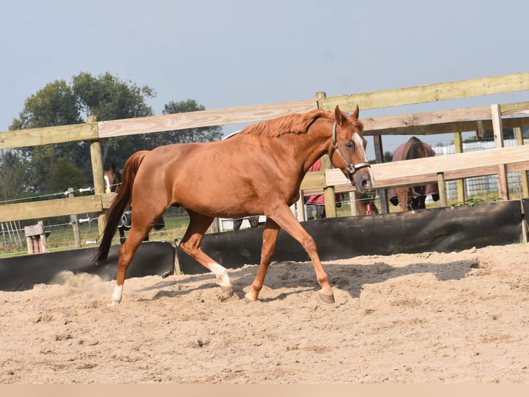 Other Breeds Mare 20 years 14,3 hh Chestnut-Red in Achtmaal