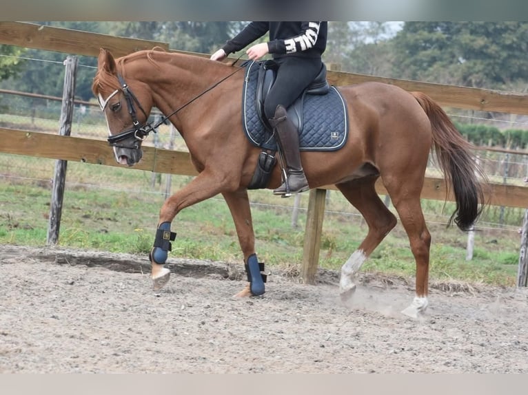 Other Breeds Mare 21 years 14,3 hh Chestnut-Red in Achtmaal