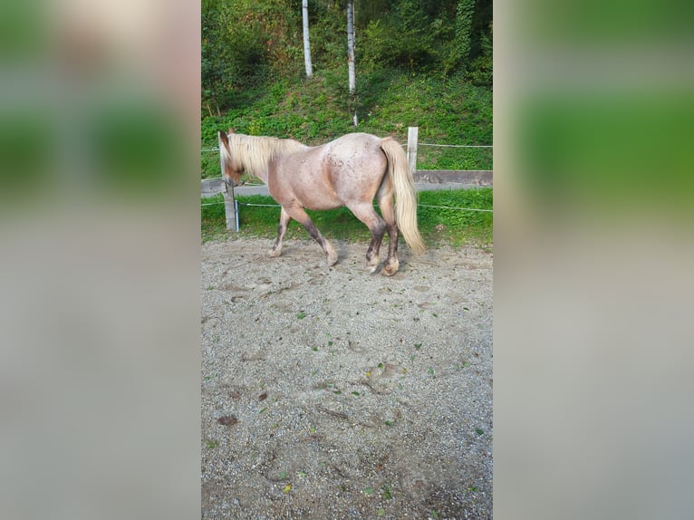 Other Breeds Mare 21 years 15.2 hh Dun in Hausach