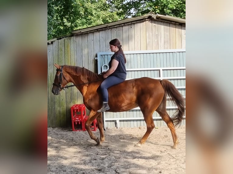 Other Breeds Mix Mare 24 years 14,3 hh Chestnut-Red in Wildeshausen