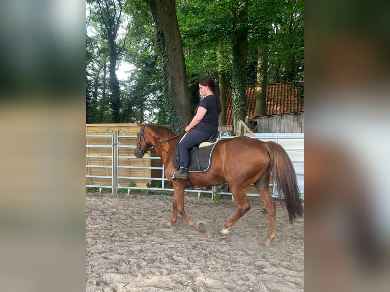 Other Breeds Mix Mare 24 years 14,3 hh Chestnut-Red in Wildeshausen