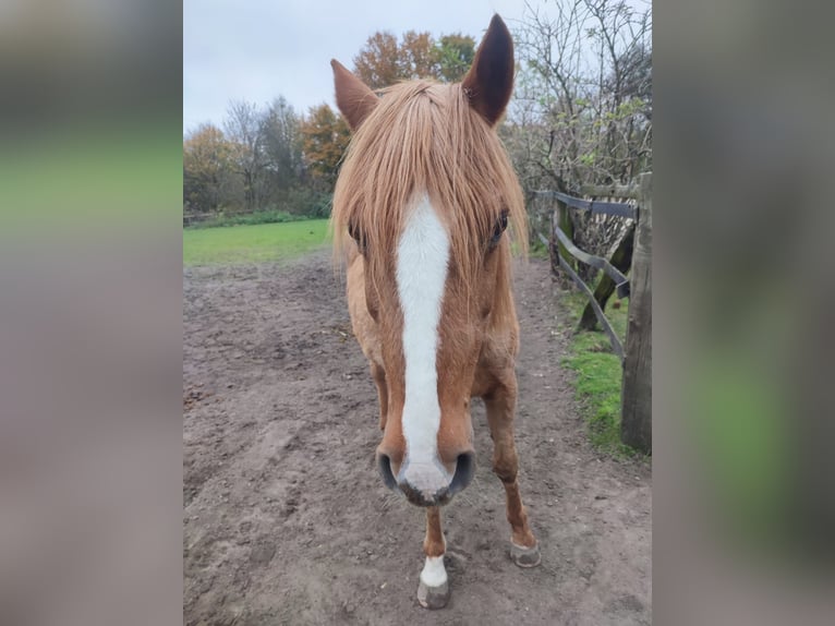 Other Breeds Mare 29 years 13,2 hh Chestnut-Red in Essen