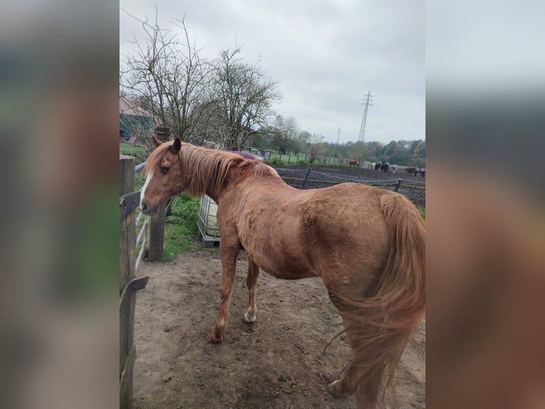 Other Breeds Mare 29 years 13,2 hh Chestnut-Red in Essen