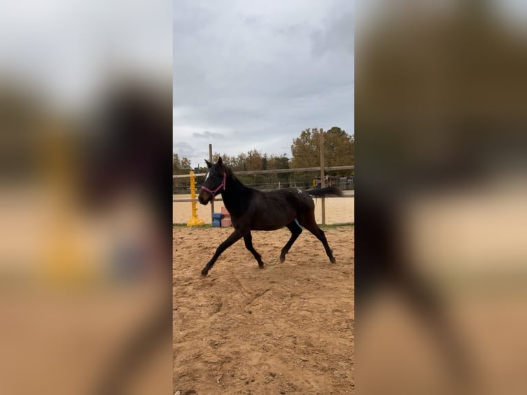 Other Breeds Mix Mare 2 years 13,1 hh Brown in Meounes