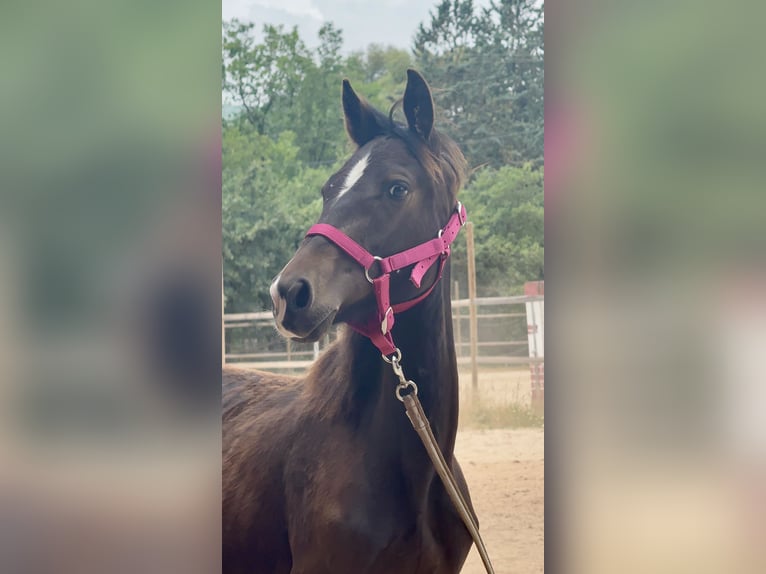 Other Breeds Mix Mare 2 years 13,1 hh Brown in Meounes