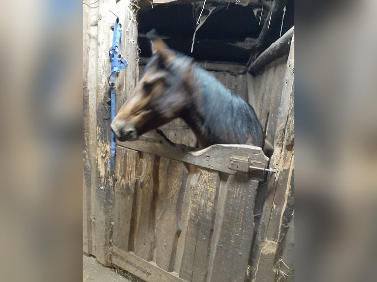 Other Breeds Mare 2 years 14.1 hh Bay-Dark in Saint georges sur meuse