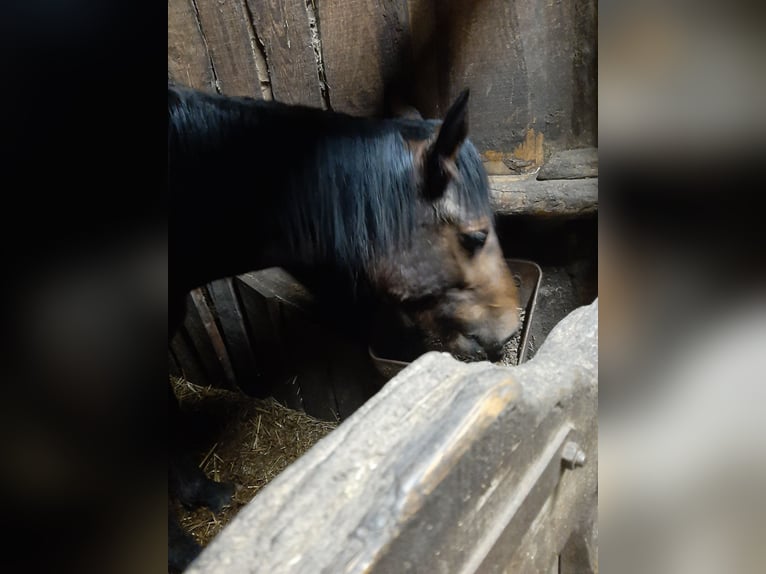 Other Breeds Mare 2 years 14.1 hh Bay-Dark in Saint georges sur meuse