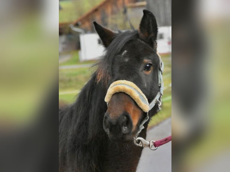 Other Breeds Mare 2 years 14,1 hh Bay-Dark in Oberpöring