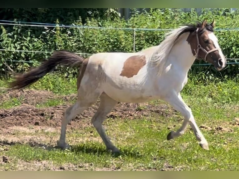 Other Breeds Mare 2 years 14,2 hh Dun in Niederaula