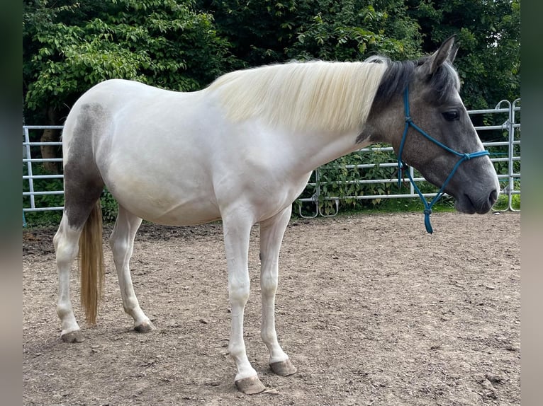 Other Breeds Mare 2 years 14,2 hh Dun in Niederaula