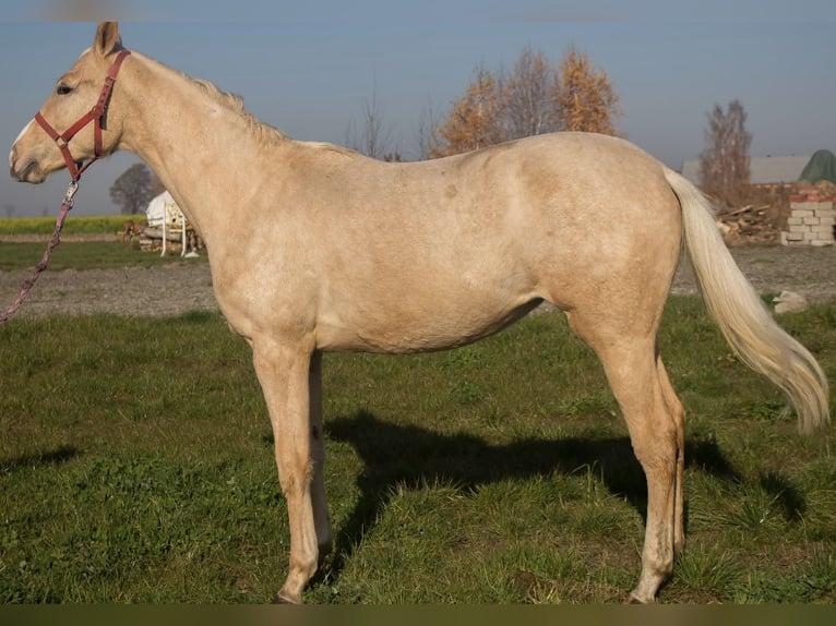 Other Breeds Mare 2 years 14,2 hh Palomino in Janków Zaleśny