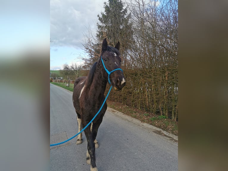 Other Breeds Mix Mare 2 years 15,1 hh in Burg-Reuland