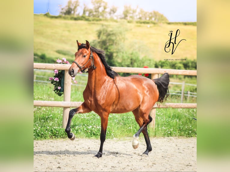 Other Breeds Mare 2 years 15,2 hh Brown in Marly-sous-Issy