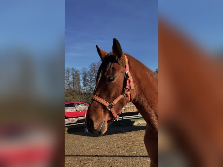 Other Breeds Mare 2 years 15,2 hh Brown in Beutelsbach