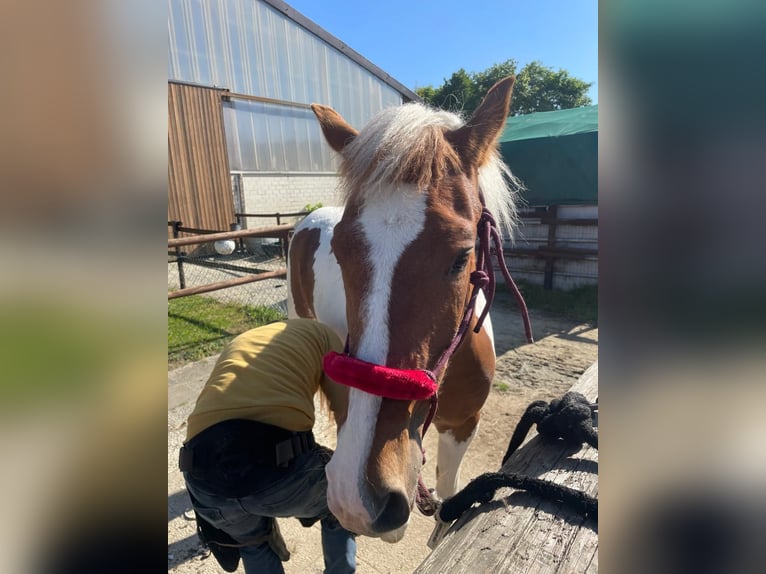 Other Breeds Mare 2 years 15,2 hh Pinto in Adenau