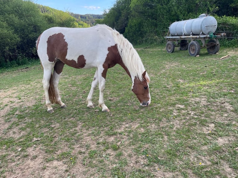 Other Breeds Mare 2 years 15,2 hh Pinto in Adenau