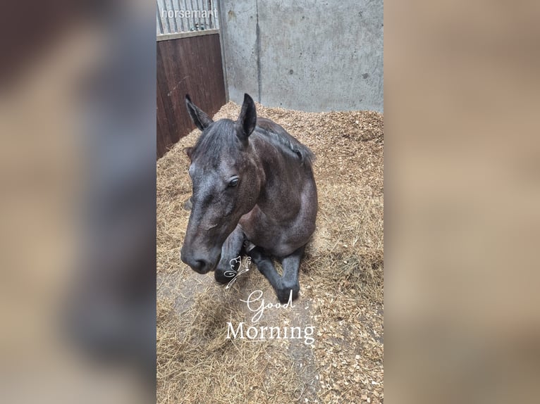Other Breeds Mare 2 years 15,2 hh Roan-Bay in Klindare