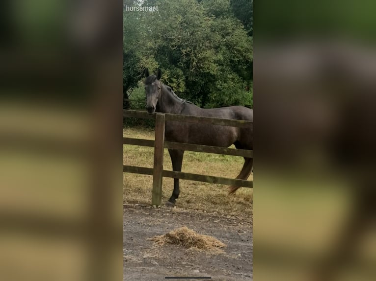 Other Breeds Mare 2 years 15,2 hh Roan-Bay in Klindare