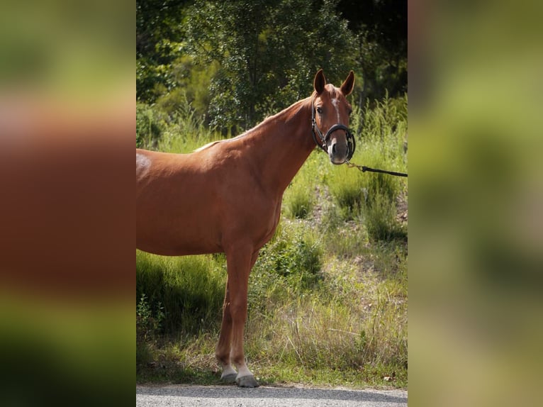 Other Breeds Mare 2 years 16 hh Chestnut-Red in Mornas