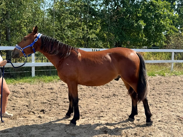 Other Breeds Mare 2 years 16,2 hh Brown in Pruchnik