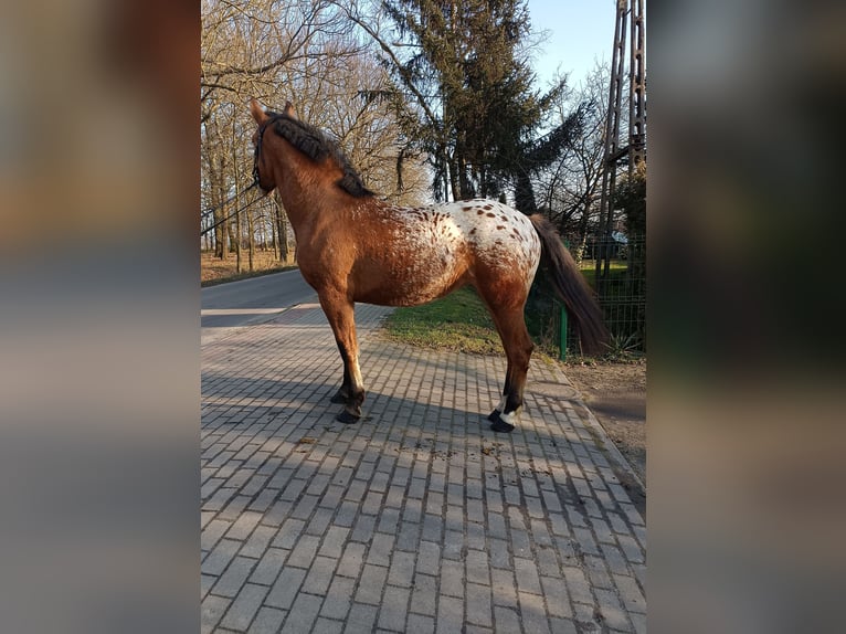 Other Breeds Mix Mare 2 years Leopard-Piebald in Rożnowo