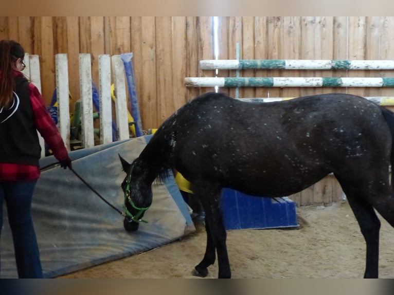 Other Breeds Mare 2 years Smoky-Black in Beutelsbach