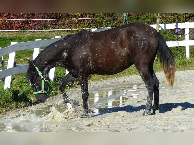Other Breeds Mare 2 years Smoky-Black in Beutelsbach