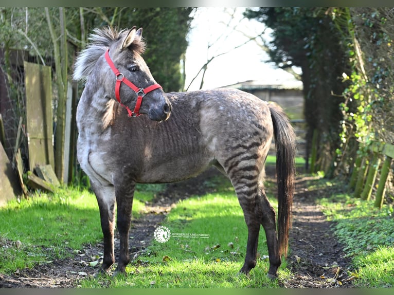 Other Breeds Mix Mare 3 years 11,2 hh in Heemskerk