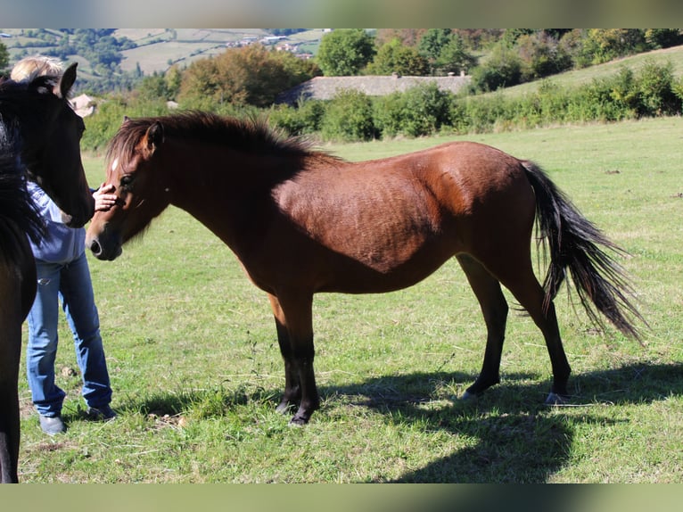 Other Breeds Mare 3 years 12,1 hh Brown in cenves