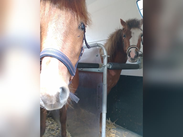 Other Breeds Mare 3 years 12,3 hh Chestnut-Red in Michendorf