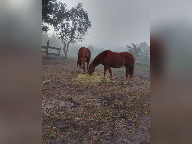 Other Breeds Mare 3 years 12,3 hh Chestnut-Red in Michendorf